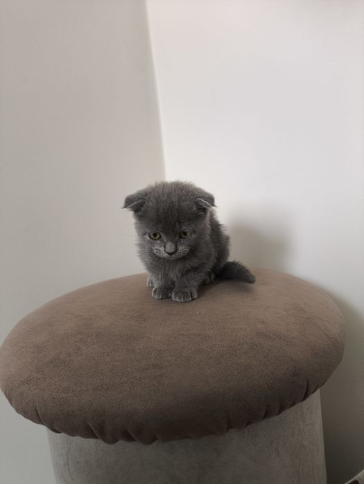 Веслоухий котёнок.