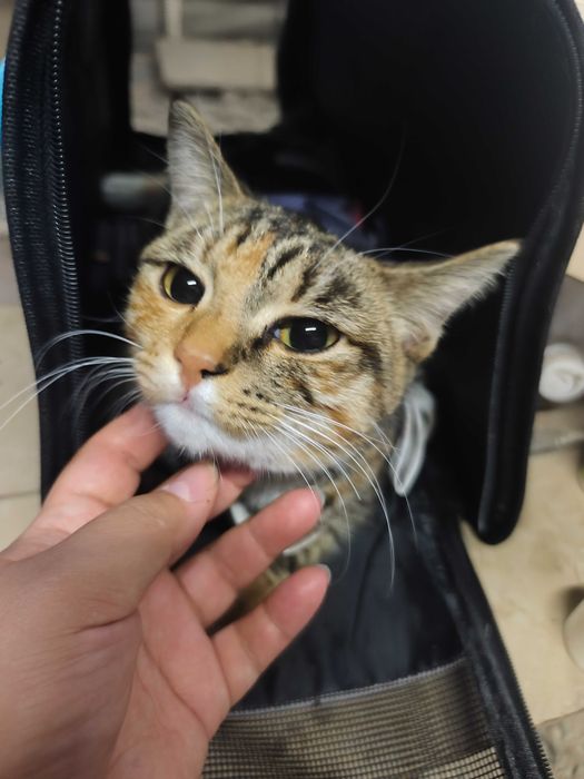 Молодая кошечка ищет дом