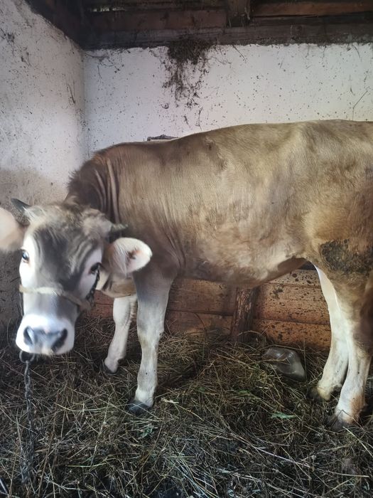 Vand vitica de 11 luni bine dezvoltată