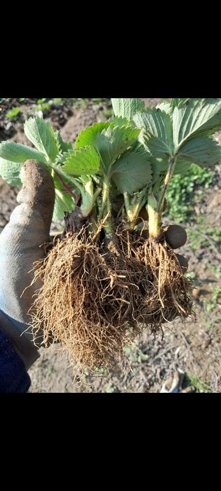 Stoloni capsuni soiul clery