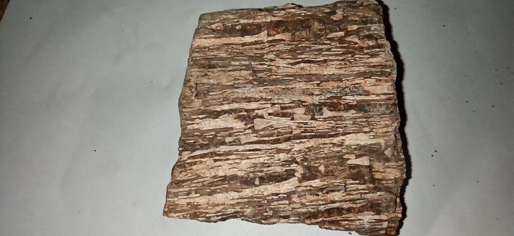 Продам окаменелые фрагменты дерева