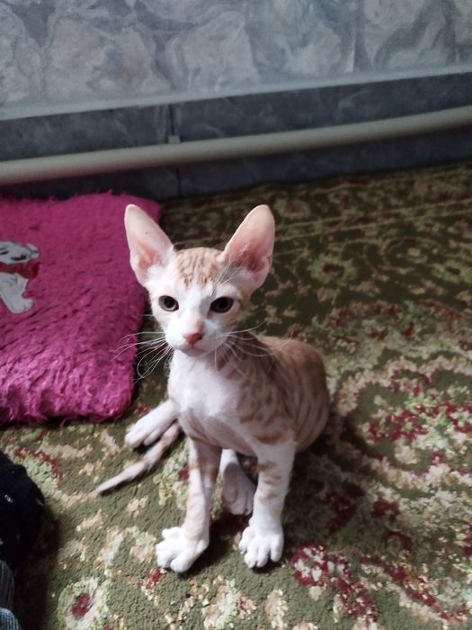 Продам котят Сфинкс браш