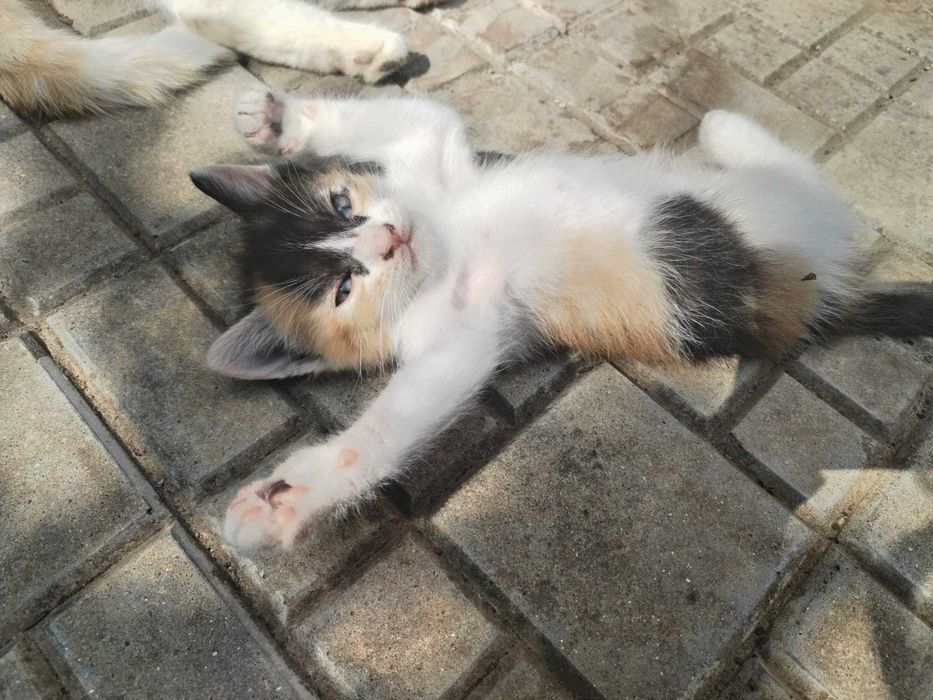 Donez pui de pisica cuminti si foarte frumosi