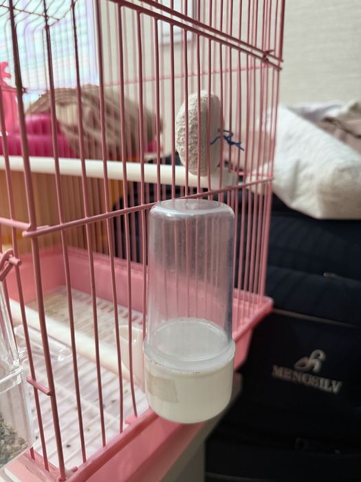 Тоты құс сатылады