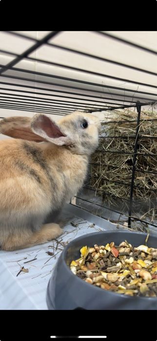 Карликовый кролик