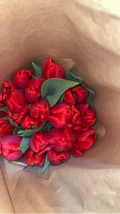 Самые качественные тюльпаны с теплиц