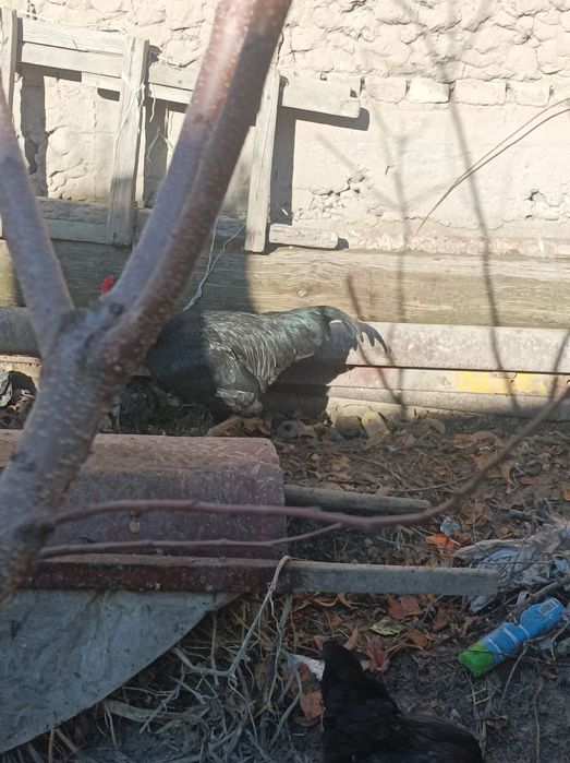 Dakan xoʻroz sotiladi