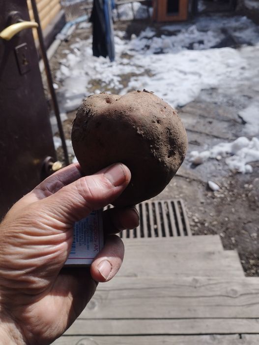 Продам картофель вкусный, полезный