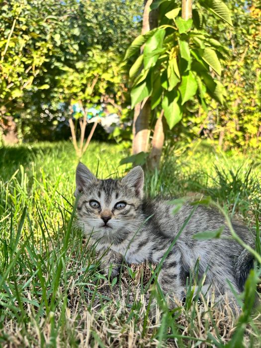 Котята ищут новый дом