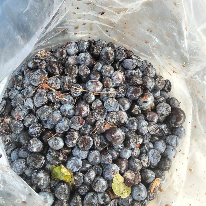 Vand prune pentru tuica