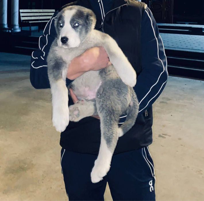 Собака алабай 2-3 месяца