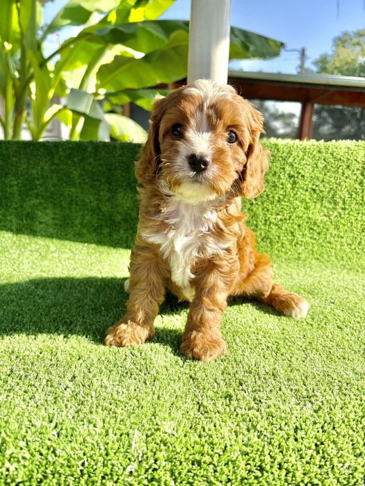 Кавапу (Cavapoo)