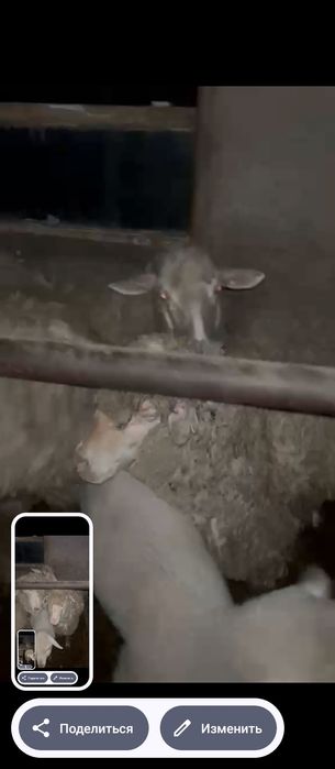 Продам баран с ягнятами