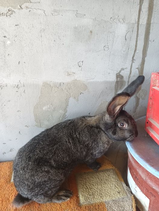 Vând iepuri  talie mare și mica