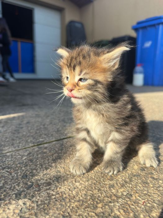 Pui Maine coon cu pedigree disponibili înainte de Craciun
