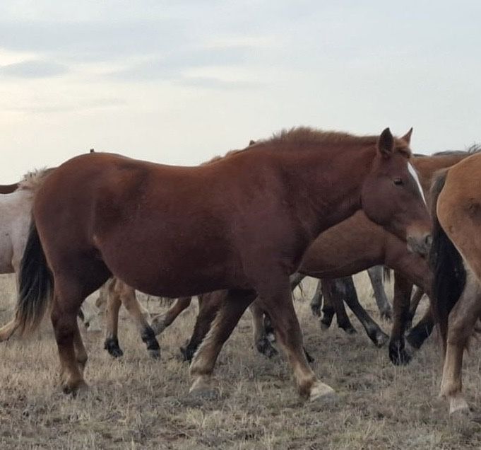 Тяжоловес тай сатылады
