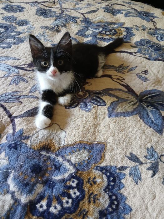Котёнок в хорошие руки