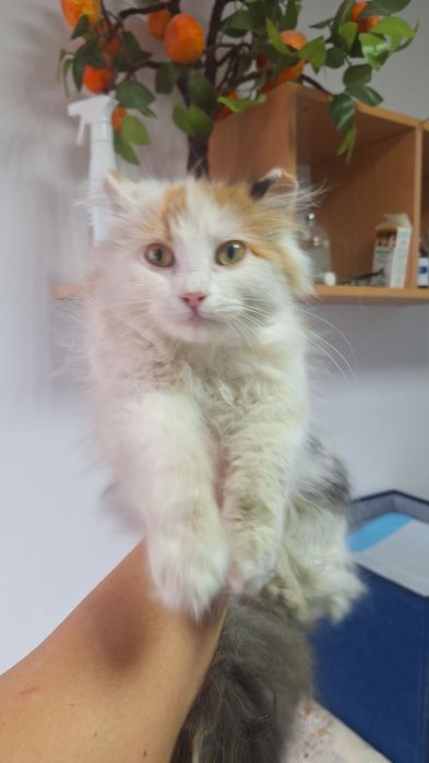 в добрые руки котята девочки