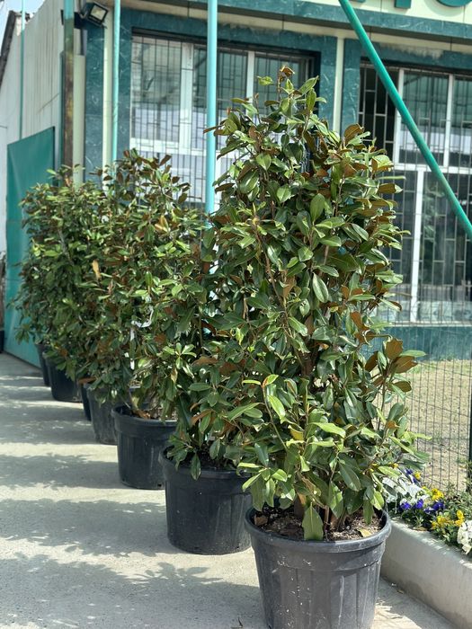 Magnoliya grandiflora Little Gem Italiyaniki