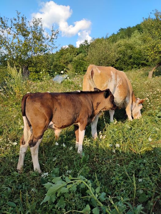 Tăuraș de vânzare