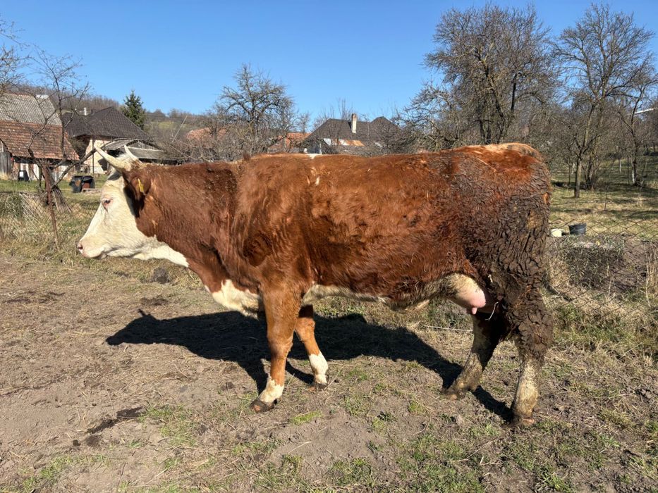 -Vacă de vânzare-