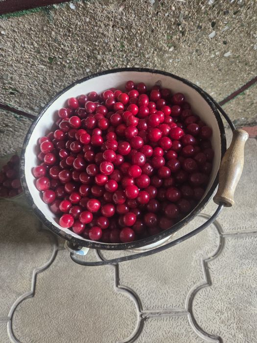 Вишня крупная сладкая