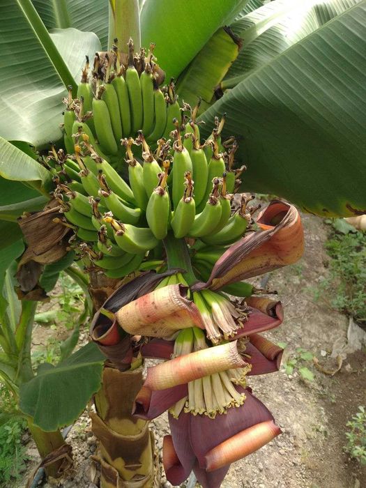 Саженцы банана Кавендиш, готовые к посадке