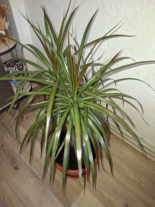 Комнатные цветы  - Драцена