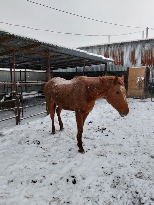 Таза Канды биелер