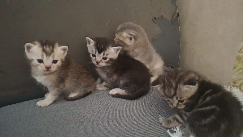 Продается котята