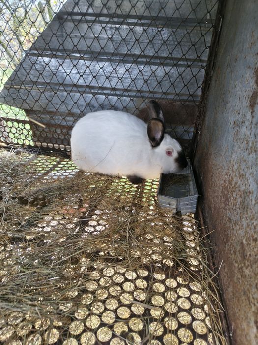 Vând iepuri californian și uriaș german gri