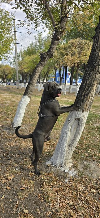 Каша домашняя для собак