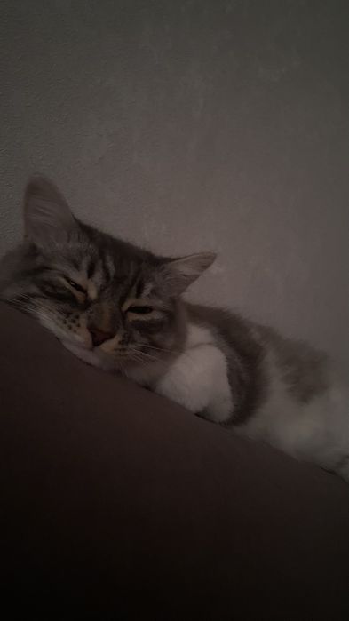 Одтам котенка девочка