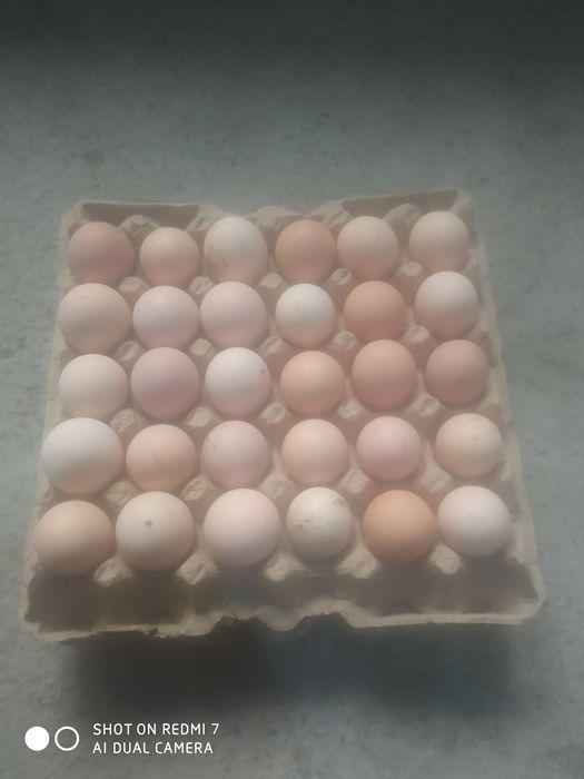 Кора шахзода тухумлари