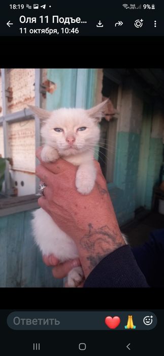Котятам нужен дом.