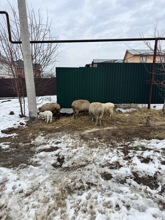 Қозылы қой баран