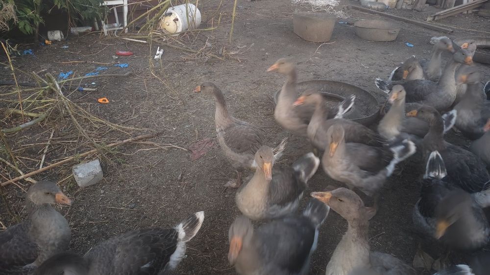 Продам гусей живьём