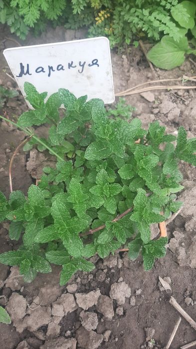 Мята с разными ароматами.