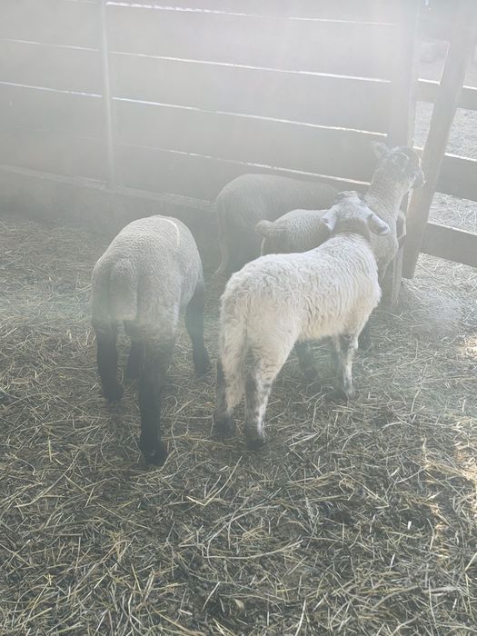 Vând miei pentru Paști