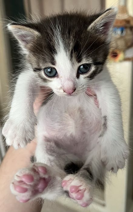 Котята бесплатно