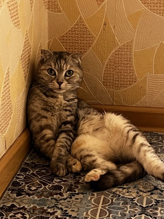 Кошка порода Метис