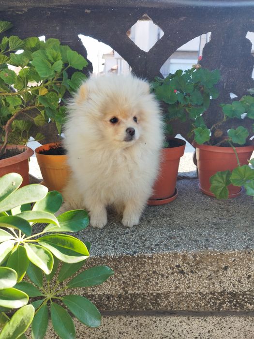 Продавам Померан,3 момичета