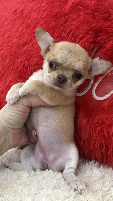 Шикарная девочка чихуахуа кобби