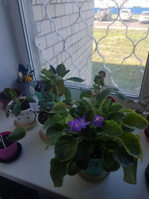 Коллекция комнатных цветов