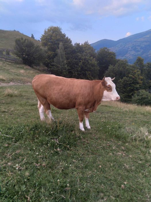 Vand vaca gestanta