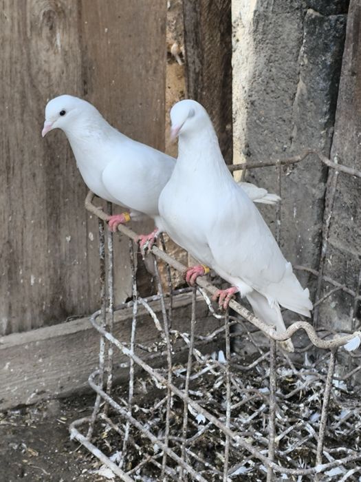 Продаются мрамарные бакинцы