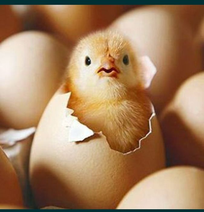 Инкубатор хизматини килиб берамиз 2-3 мингдан