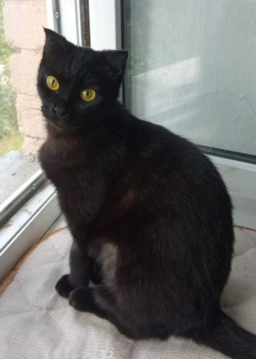 Багира в любящие руки