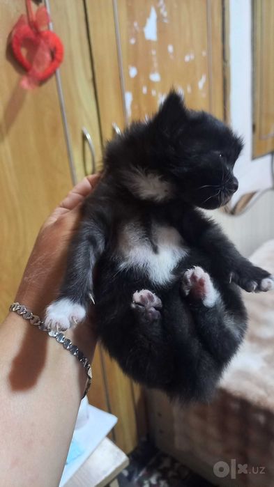 Отдам даром котят