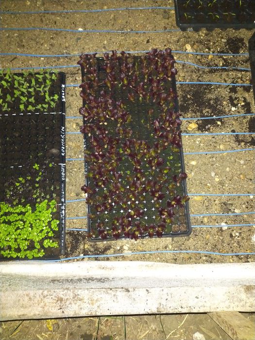 Vând Rasaduri de Legume și Plante Aromatice